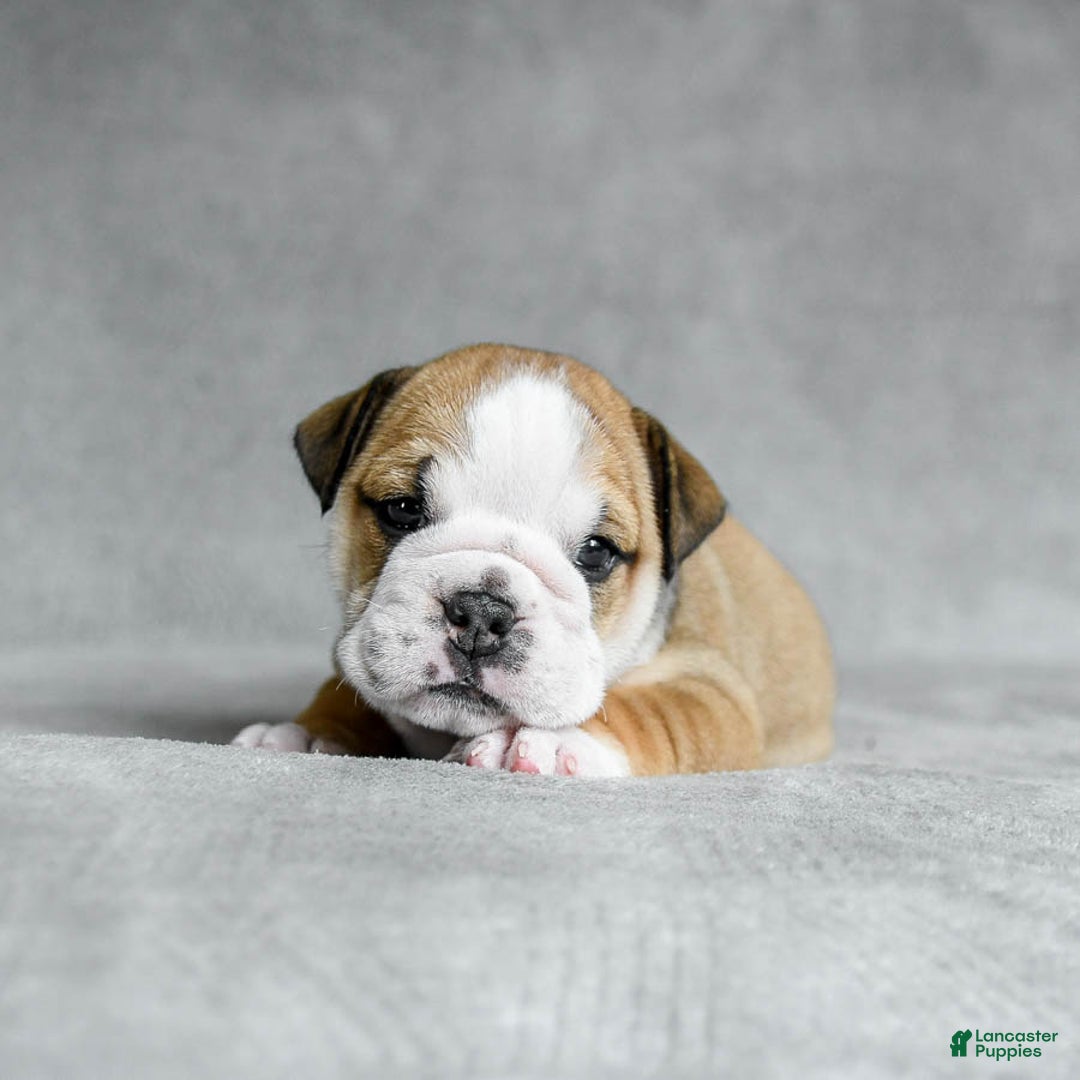 English Bulldog dogs for sale: Martha - Image 6