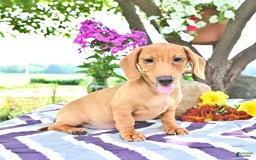 Miniature Dachshund dogs for sale: Twinkle - Image 5