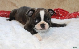 Boston Terrier dogs for sale: Dexter - Image 5