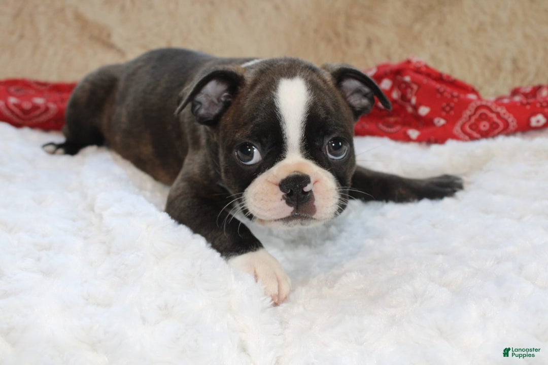 Boston Terrier dogs for sale: Dexter - Image 5
