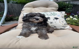 Mini Goldendoodle dogs for sale: Gus - Image 2