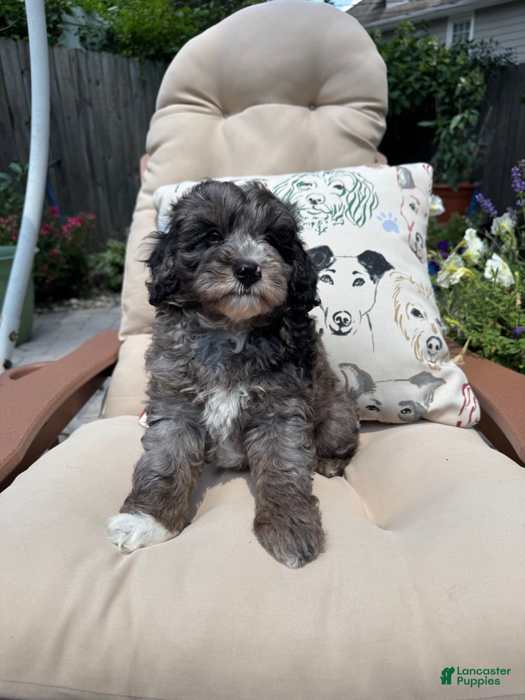 Mini Goldendoodle dogs for sale: Gus - Image 2