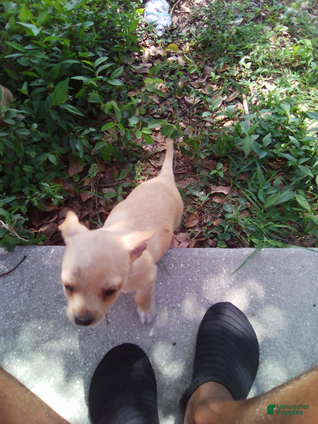 Chihuahua dogs for sale: Fatty - Image 1