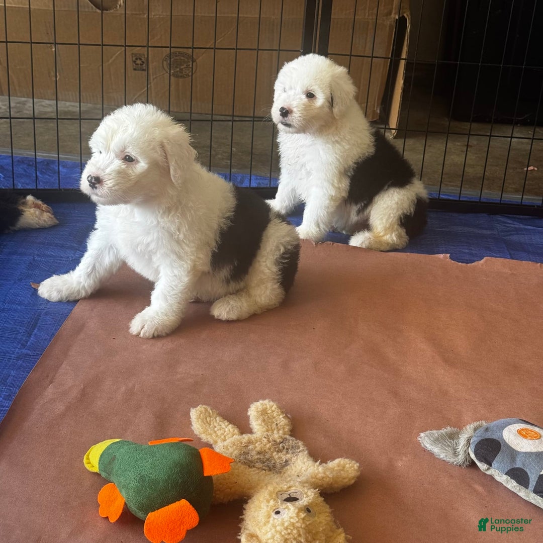 Old English Sheepdog dogs for sale: Iris - Image 6