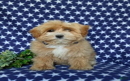 Maltipoo dogs for sale: Stratford - Image 4