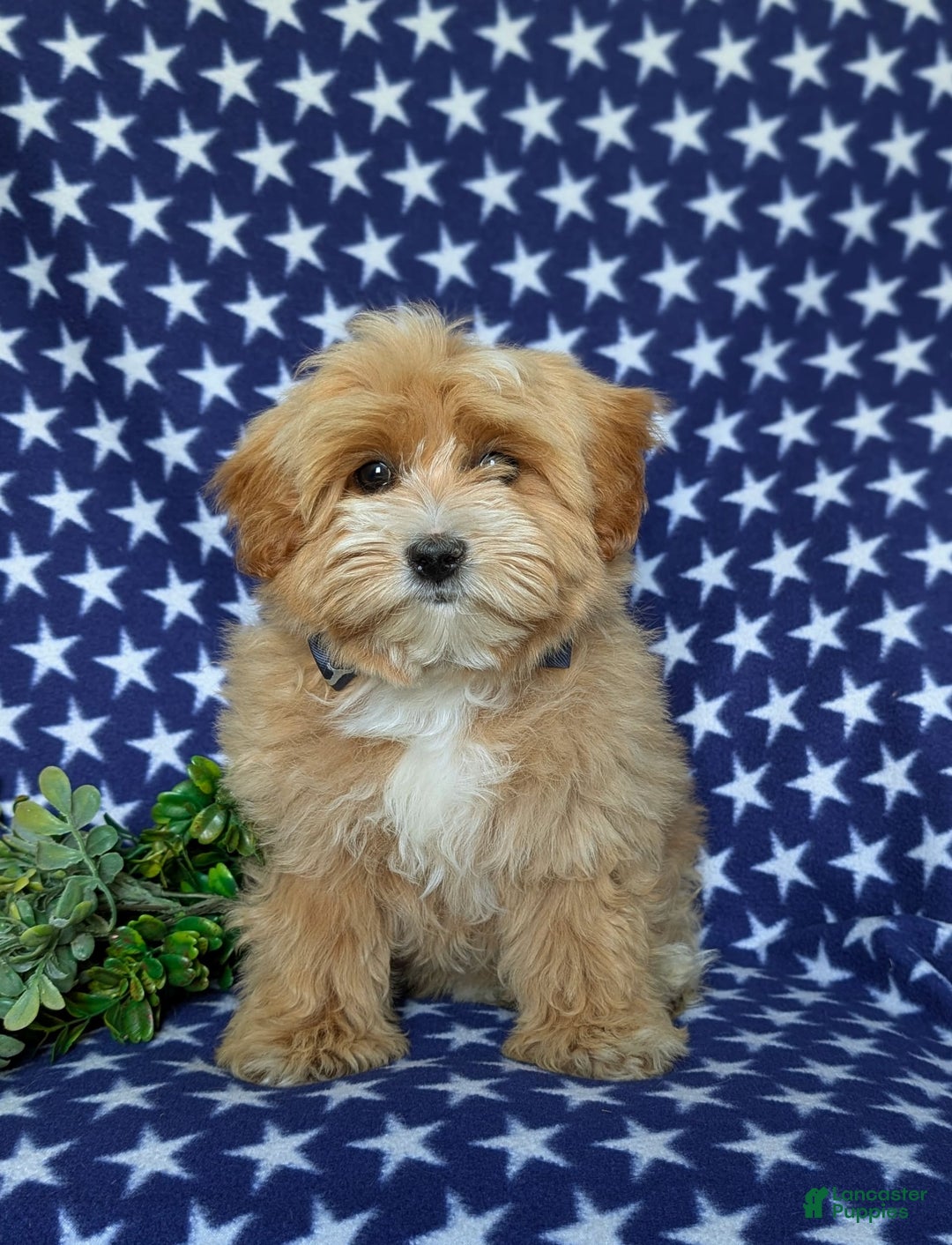 Maltipoo dogs for sale: Stratford - Image 4