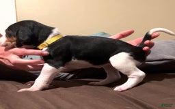 Walker Hound dogs for sale: Yellow - Image 1