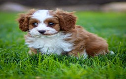 Cavapoo dogs for sale: Rusty - Image 13