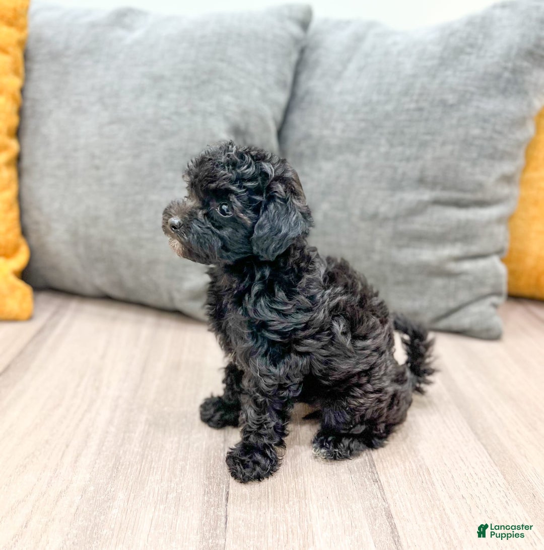 Yorkiepoo dogs for sale: Frisky - Image 3