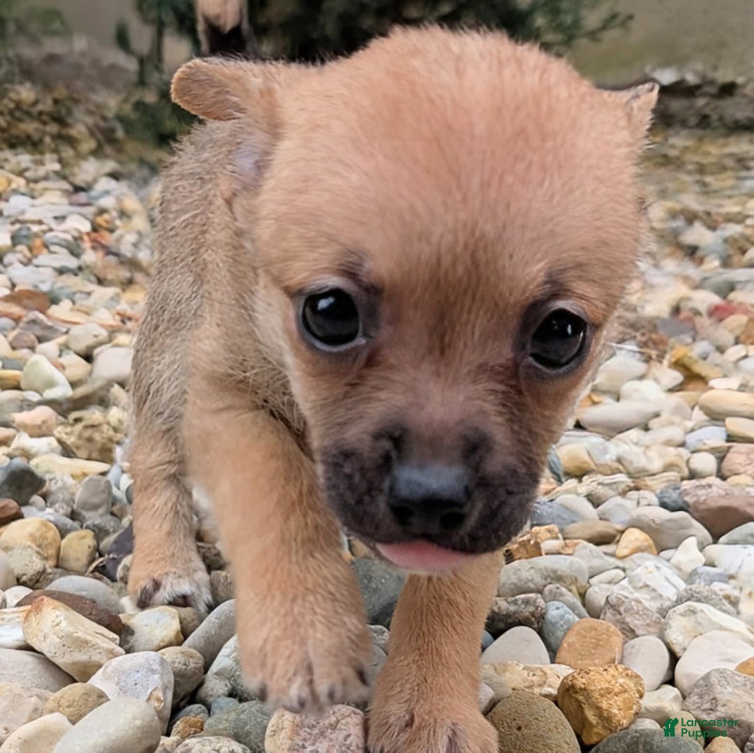 Pomchi dogs for sale: Bear - Image 13