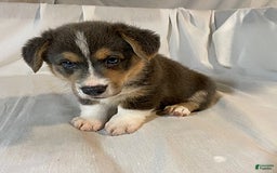 Welsh Corgi Pembroke dogs for sale: Jasper - Image 4