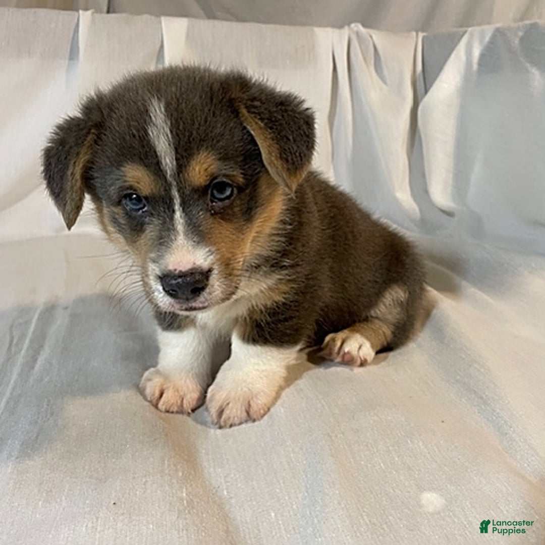 Welsh Corgi Pembroke dogs for sale: Jasper - Image 4