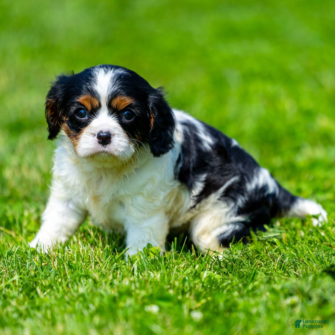 Cavalier King Charles Spaniel dogs for sale: Niki - Image 4