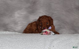 Mini Goldendoodle dogs for sale: Cami - Image 14