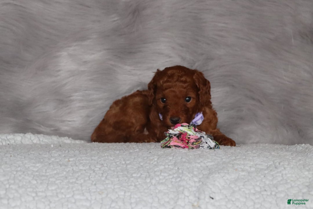 Mini Goldendoodle dogs for sale: Cami - Image 14
