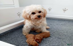 Maltipoo dogs for sale: Rachel - Image 10