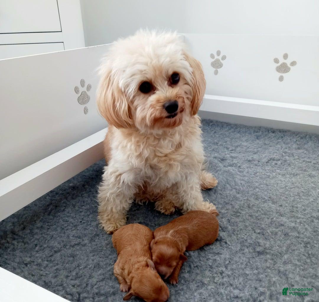 Maltipoo dogs for sale: Rachel - Image 10
