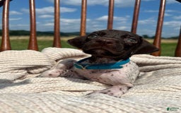 German Shorthaired Pointer dogs for sale: Trigger - Image 6