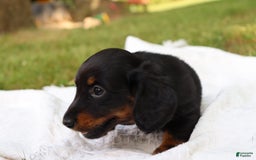 Miniature Dachshund dogs for sale: Milo - Image 3