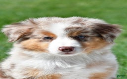 Australian Shepherd dogs for sale: Penny - Image 1
