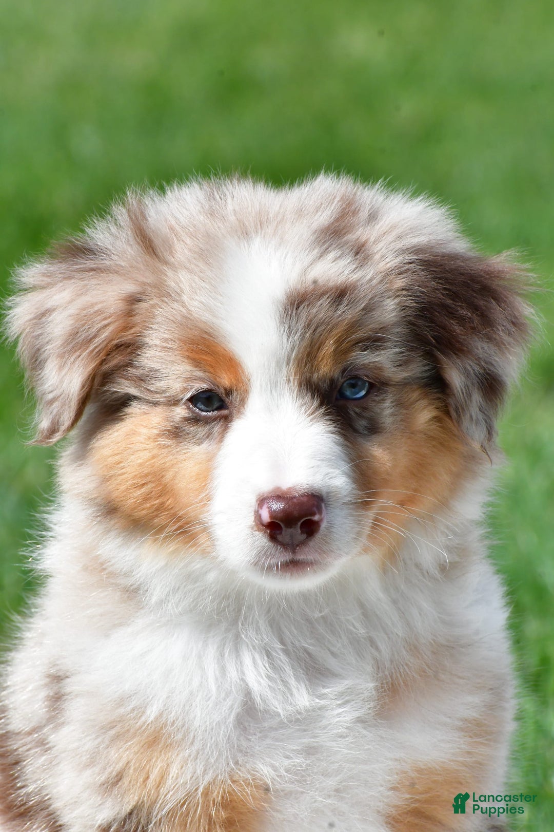 Australian Shepherd dogs for sale: Penny - Image 1