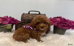 Maltipoo dogs for sale: Rocky - Image 4