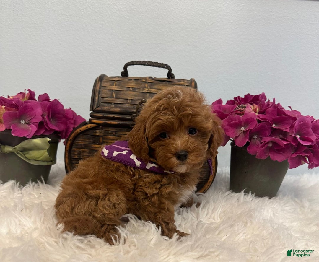 Maltipoo dogs for sale: Rocky - Image 4