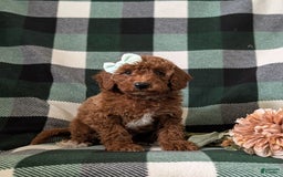 Mini Goldendoodle dogs for sale: Justeen Genetic Testing - Image 5