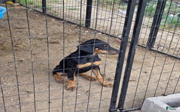 Doberman Pinscher dogs for sale: Rocky - Image 1