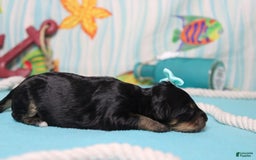 Mini Bernedoodle dogs for sale: Jan - Image 6