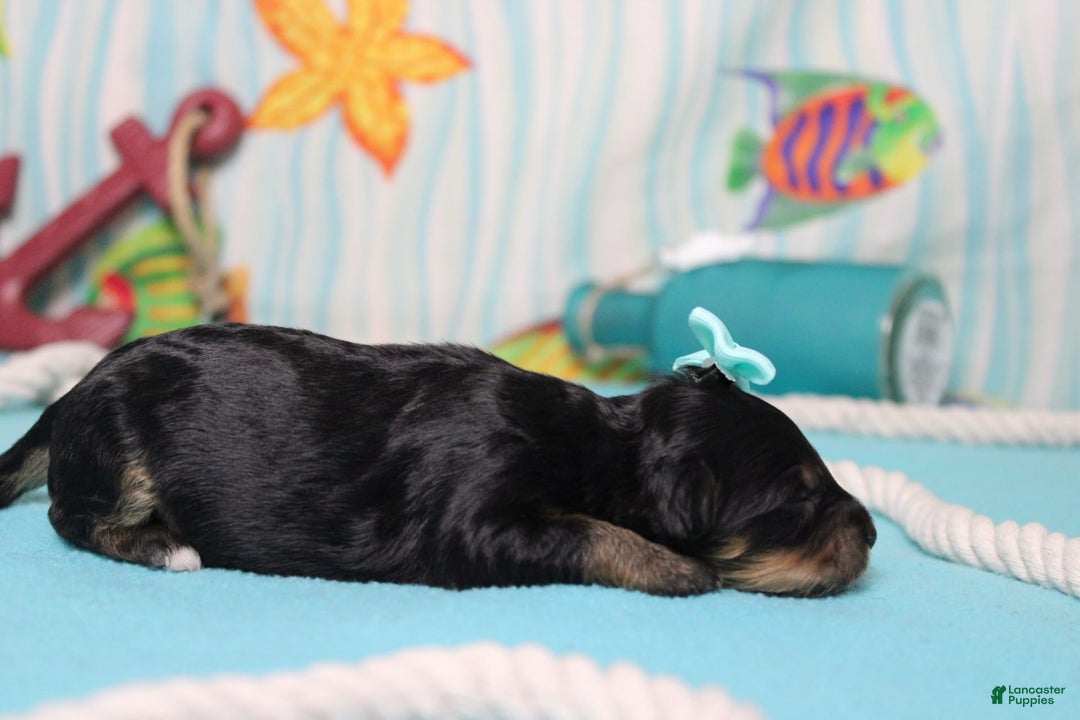 Mini Bernedoodle dogs for sale: Jan - Image 6