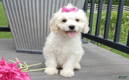 Cockapoo dogs for sale: Scarlet - Image 2