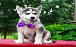 Siberian Husky dogs for sale: Stella - Image 1