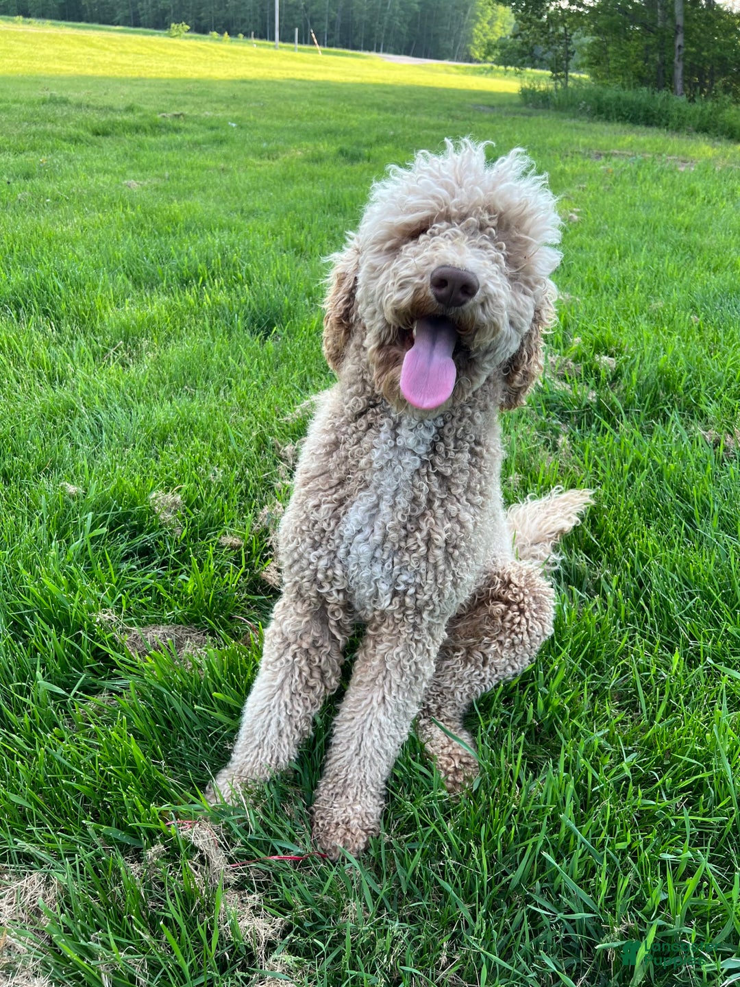 Goldendoodle dogs for sale: Sapphire - Image 4