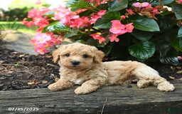 Bichpoo dogs for sale: Andy - Image 3
