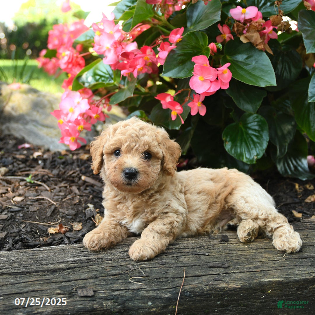 Bichpoo dogs for sale: Andy - Image 3