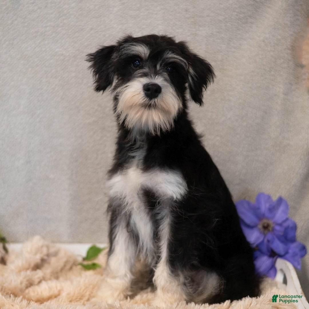 Miniature Schnauzer dogs for sale: Jojo - Image 2