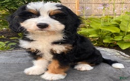 Mini Bernedoodle dogs for sale: 💜 Boston Ma 💜 Mini Bernedoodle - Image 9