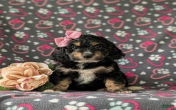 Cockapoo dogs for sale: Charmaine - Image 2