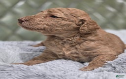 Standard Poodle dogs for sale: Mahogany - Image 3