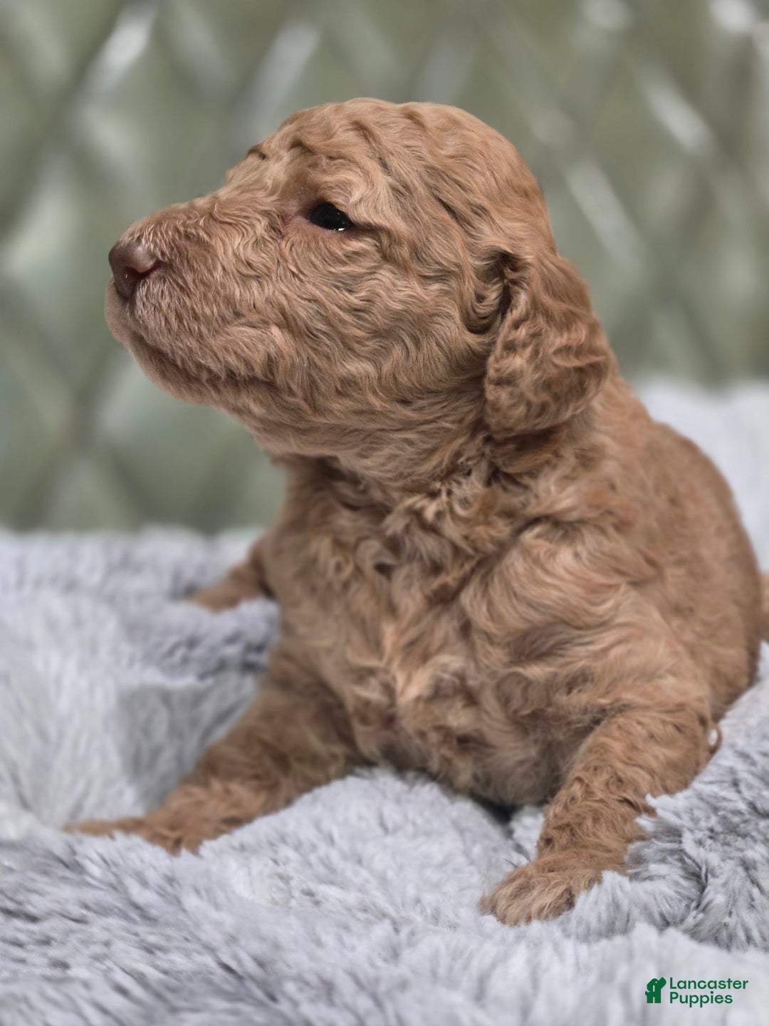 Standard Poodle dogs for sale: Mahogany - Image 3