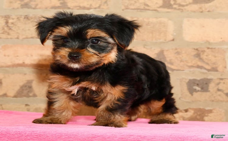 Yorkshire Terrier dogs for sale - Ad 1