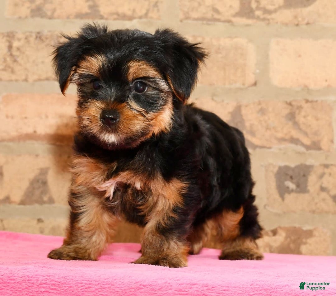 Yorkshire Terrier dogs for sale: Cody - Image 1