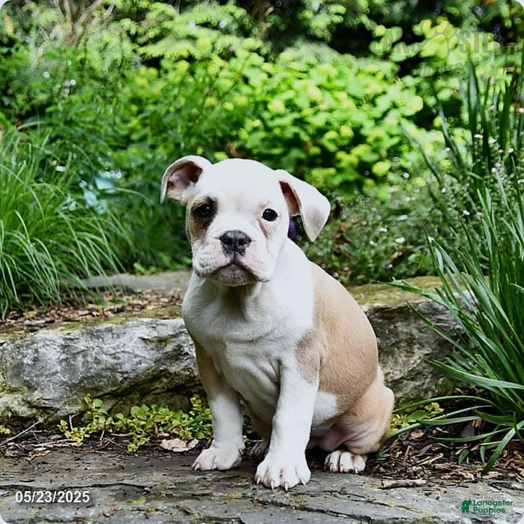 Olde English Bulldogge dogs for sale: Pansy - Image 9
