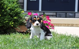 Cavalier King Charles Spaniel dogs for sale: Bear - Image 14