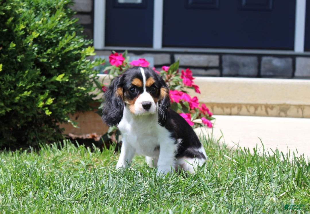 Cavalier King Charles Spaniel dogs for sale: Bear - Image 14