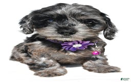 Cockapoo dogs for sale: Willow - Image 1