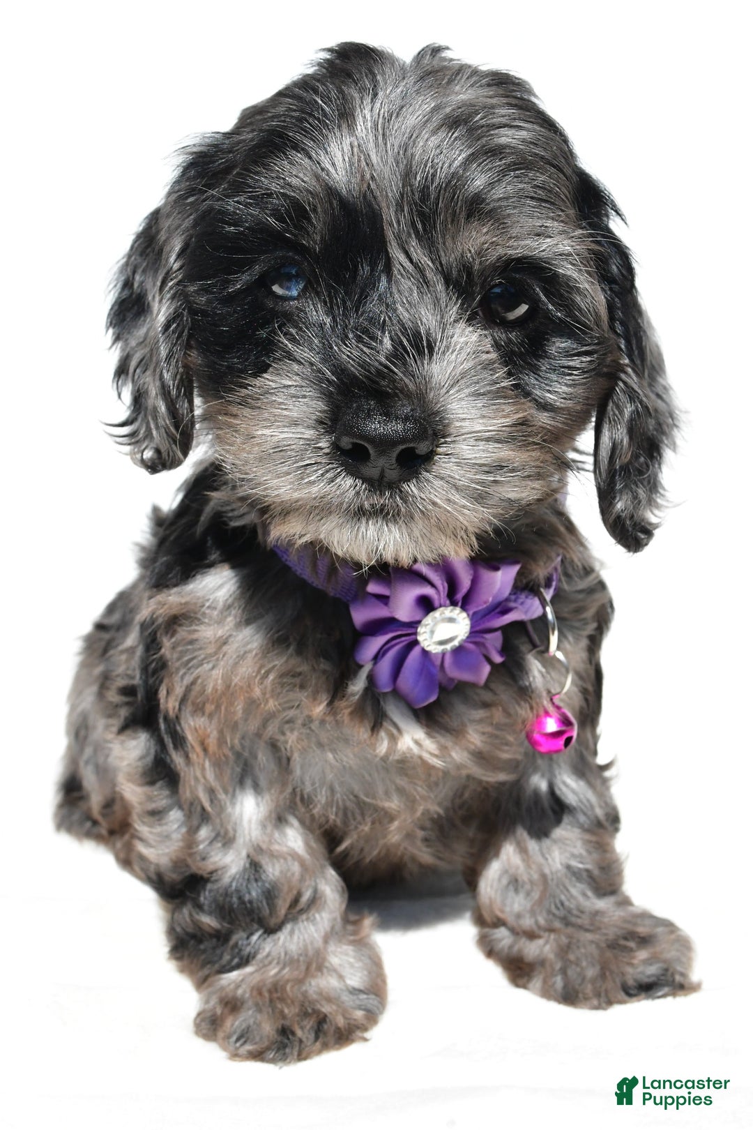 Cockapoo dogs for sale: Willow - Image 1