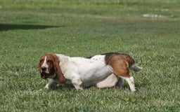 Basset Hound dogs for sale: Ann - Listing for pets: Ann, DEB, Flo, IDA, Jed, Ned, Ted - Image 8