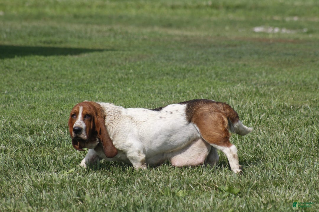 Basset Hound dogs for sale: Ann - Listing for pets: Ann, DEB, Flo, IDA, Jed, Ned, Ted - Image 8